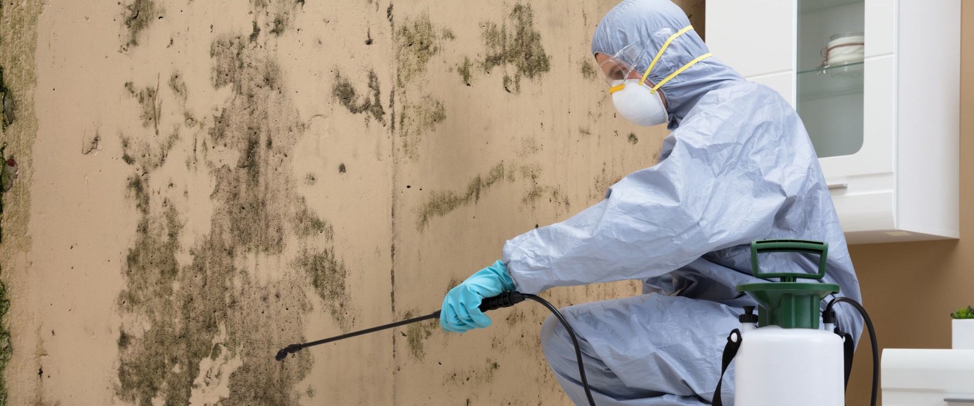 Mold Remediation Services by Companies